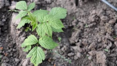 İlkbaharda çalışan bir kadın çiftçi kırsal kesimde yaşıyor. El yapımı yeşil bitki. Taze bezelye filizi. Yakın plan.