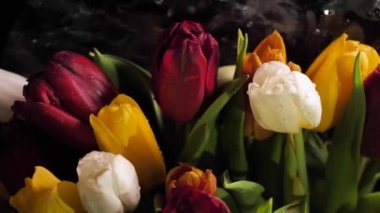 Bir çiçekçi bir buket bahar çiçeği yaratır, su damlacıkları olan renkli laleler yakın çekim yapar. Yeşil, kırmızı, turuncu, beyaz. 8 Mart, Anneler Günü, doğum günü hediyesi.