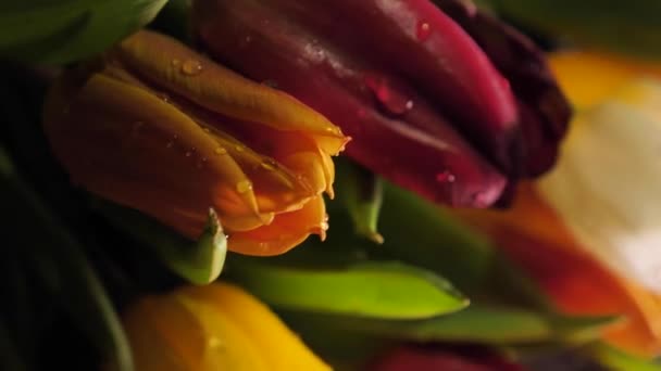 Kwiaciarnia Tworzy Bukiet Wiosennych Kwiatów Kolorowe Tulipany Kropelkami Wody Włączyć — Wideo stockowe