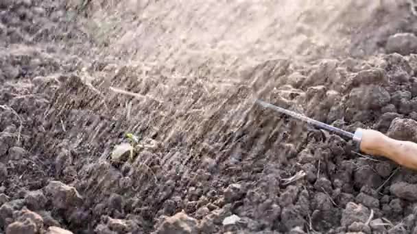 Persona Agricoltore Annaffiatoio Giardino Con Annaffiatoio Durante Siccità Terreno Asciutto — Video Stock
