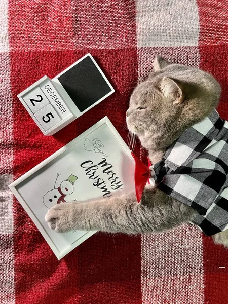 2024年12月25日 苏格兰一只灰蒙蒙的宠物猫身穿衬衫 打着红色领带 躺在床上睡大觉 庆祝圣诞节快乐 — 图库照片