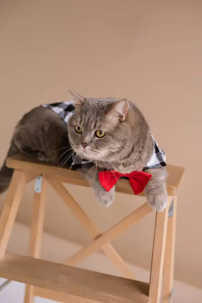 A Scottish straight eared cat in costume and a red tie sits on a chair in a white video production studio, vertical