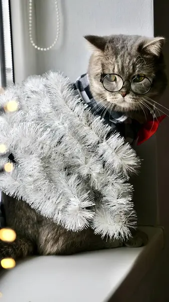 Scottish straight eared cat with glasses and red tie bow on New Years holiday, celebrating Christmas. Pet sitting on the windowsill at home. Vertical