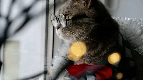 Scottish straight eared cat with glasses and red tie bow on New Years holiday, celebrating Christmas. Pet sitting on the windowsill at home