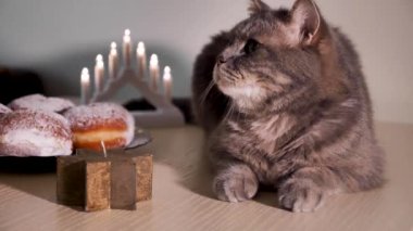 İskoç Düz Kulaklı Kedi, Yahudi bayramını evde tatlı çörekler ve Davut Yıldızı ile kutluyor. El Feneri Mumu