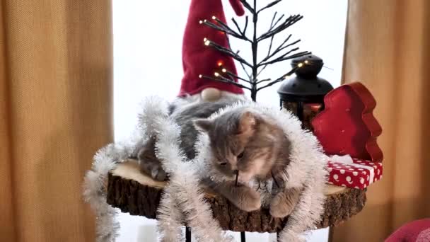 Skót Egyenes Fülű Macska Szemüveggel Piros Dekorációval Szilveszterkor Real Holiday — Stock videók