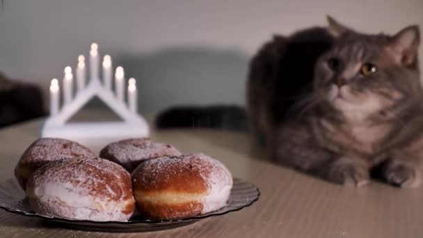 Skoç Düz Kulaklı Kedi Yahudi Bayramını Evde Tatlı Çörekler Davut — Stok video