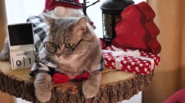Yeni yılda gözlüklü ve kırmızı süslemeli İskoç kulaklı kedi 