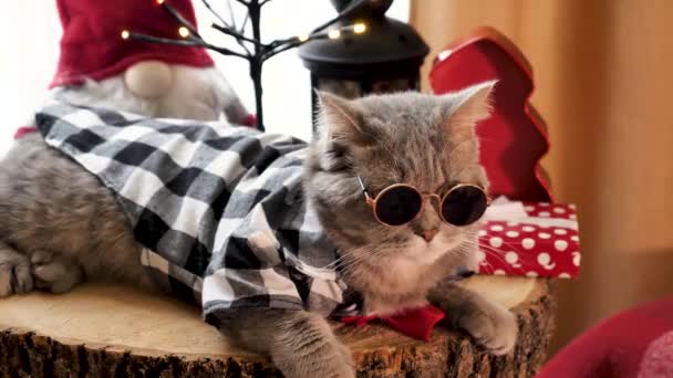 Skót Egyenes Fülű Macska Szemüveggel Piros Nyakkendő Boldog Újévet Ünnep — Stock videók