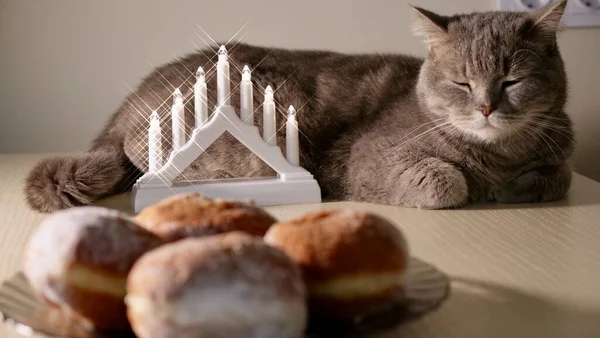 Scottish Straight Eared Cat Comemorar Férias Judaicas Hanukkah Casa Com Fotografia De Stock