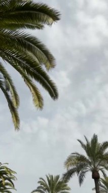 Bulutlu bir arka planda yeşil palmiye yapraklı arka plan videosu. Dikey, kopyala, metin ekle. Kumsalda dinlen.