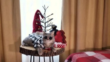 Mutlu yıllar bayramında gözlüklü ve kırmızı kravatlı İskoç kulaklı kedi mutlu noeller kutluyor. Evcil hayvan evdeki pencere eşiğinde oturuyor.. 