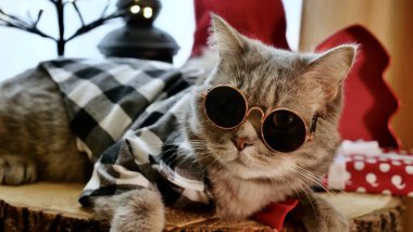 Mutlu yıllar bayramında gözlüklü ve kırmızı kravatlı İskoç kulaklı kedi mutlu noeller kutluyor. Evcil hayvan evdeki pencere eşiğinde oturuyor.. 