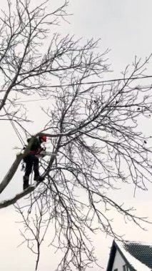 Profesyonel bir ağaç kesicisi kışın elektrikli testereyle ağaç dalını keser. Kasklı ve kelepçeli sigortası olan bir adam. Dikey