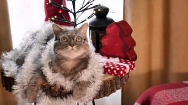 Yeni yılda gözlüklü ve kırmızı süslemeli İskoç kulaklı kedi 