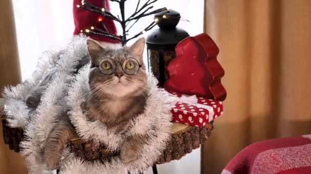 Skót Egyenes Fülű Macska Szemüveggel Piros Dekorációval Szilveszterkor Real Holiday — Stock videók