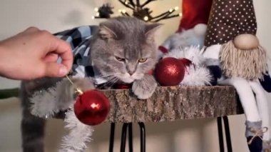 İskoç heteroseksüel kedi üzgün bir Noel ağacı oyuncağıyla Mutlu Noeller Noel 'i kutluyor. Evcil hayvan evde masada oturuyor.. 