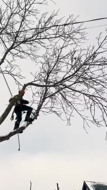 Arborista Professionista Taglia Ramo Albero Con Una Motosega Inverno Uomo — Video Stock