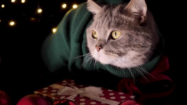 Skót Egyenes Fülű Macska Zöld Pulóverben Piros Nyakkendő Boldog Újévet — Stock videók