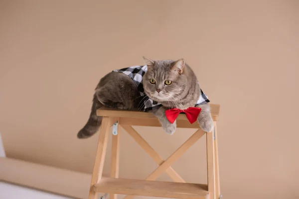 A Pet Scottish straight eared cat in costume shirt and a red tie sits on a chair in a brown video production studio,