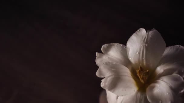白色开放郁金香与水滴关闭 复制空间 黑色背景 3月8日妇女日 母亲节 生日的礼物 — 图库视频影像