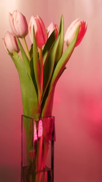 Wiosenne Kwiaty Tulipan Różowym Neonowym Tle Które Obracają Się Zbliżenie — Wideo stockowe