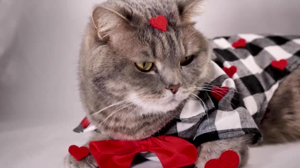 Симпатичний Сірий Кіт Шотландський Прямий Одягнений Груди Червоними Візерунками Серця — стокове відео