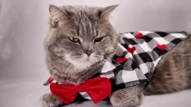 かわいい灰色のスコットランドのまっすぐな猫は赤いボウティーと赤いハートでチェッカーされたシャツを着ています ペットは白い表面に横になり バレンタインデーのお祝いを探しています — ストック動画