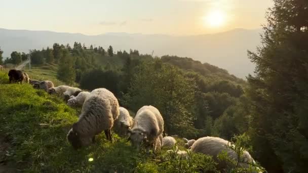一群羊在山坡上的草地上吃草 在乌克兰喀尔巴阡山脉 绿色的风景沿着日落的山脉伸展开来 — 图库视频影像