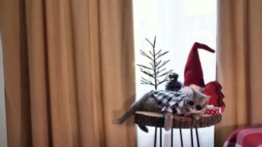 Mutlu yıllar bayramında gözlüklü ve kırmızı kravatlı İskoç kulaklı kedi mutlu noeller kutluyor. Evcil hayvan evdeki pencere eşiğinde oturuyor.. 