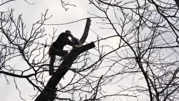 Człowiek Człowiek Arborysta Ścina Tnie Drzewo Przed Domem Pod Pochmurnym — Wideo stockowe
