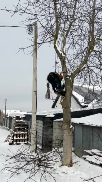 一名戴着安全带和头盔的熟练的植物学家用链锯从住宅区的一棵高大树上取出树枝 — 图库视频影像