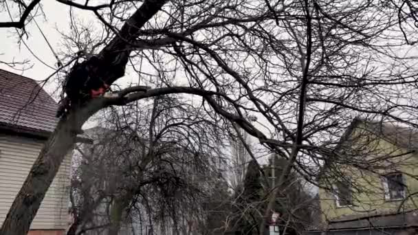 Uma Pessoa Homem Arborista Está Cortando Cortando Uma Árvore Frente — Vídeo de Stock