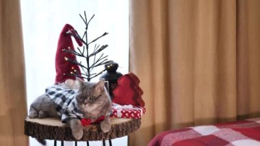Mutlu yıllar bayramında gözlüklü ve kırmızı kravatlı İskoç kulaklı kedi mutlu noeller kutluyor. Evcil hayvan evde masada oturuyor.. 