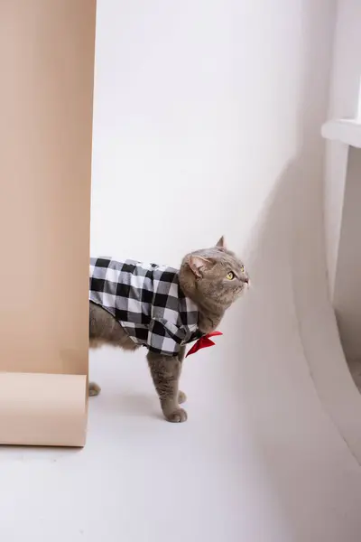 A Pet Scottish straight eared cat working in costume shirt and a red tie in a white video production studio