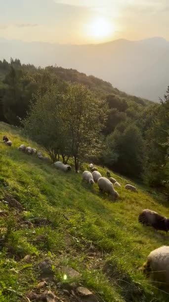 一群羊在山坡上的草地上吃草 绿色的风景沿着乌克兰喀尔巴阡山脉延伸 垂直方向 — 图库视频影像