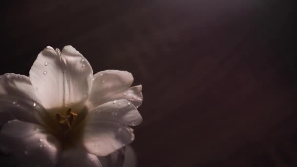 Flor Primavera Tulipa Aberta Branca Fechar Com Espaço Cópia Presente — Vídeo de Stock