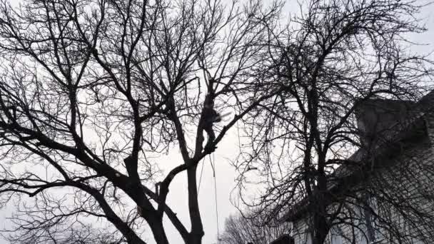 Человек Человек Древонасаждение Рубит Рубит Дерево Перед Домом Облачным Зимним — стоковое видео