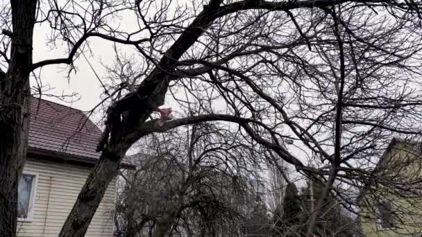 Człowiek Człowiek Arborysta Ścina Tnie Drzewo Przed Domem Pod Pochmurnym — Wideo stockowe