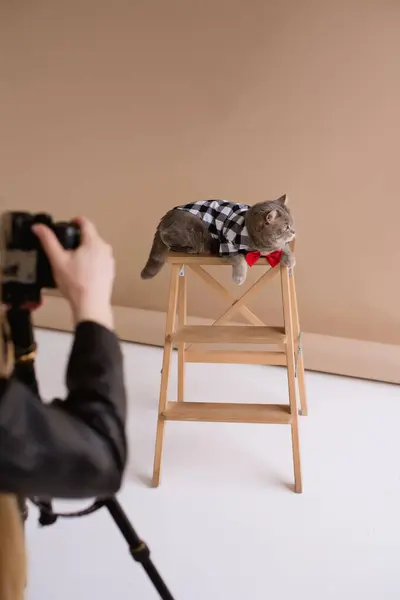 A Scottish straight eared cat in costume and a red tie sits on a chair in a white video production studio, vertical