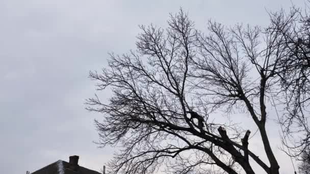 一个专业的植物学家在冬天用链锯砍树枝 一个戴安全帽戴手铐的保险男人垂直方向 — 图库视频影像