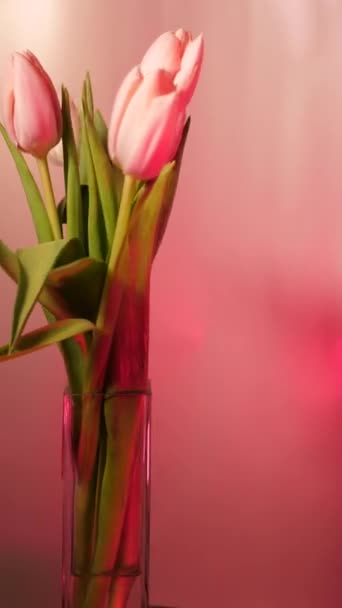 Весенние Цветы Тюльпан Розовом Неоновом Фоне Которые Вращаются Крупным Планом — стоковое видео