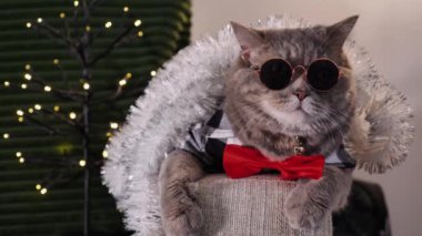 Evdeki İskoç heteroseksüel evcil kedisi Noel 'i ve 2024 yılını gömlekli, gözlüklü ve kırmızı kravatlı 25 Aralık' ta kutluyor. Yakından bakınca, insan yok, hayvan memeli oyunları var.