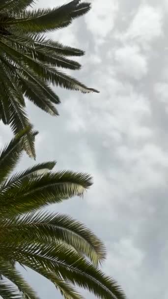 Background Video Green Palm Leaves Cloudy Sky Background Vertical Copy — Stock Video