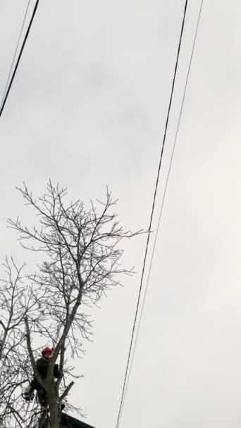 Profesionální Arborista Zimě Přeřízne Větev Stromu Motorovou Pilou Muž Pojistce — Stock video