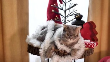 Yılbaşında gözlüklü ve kırmızı madalyalı İskoç düz kulaklı kedi Noel 'i kutluyor. Evcil hayvan evde masada oturuyor.