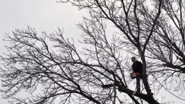 Profesyonel bir ağaç kesicisi kışın elektrikli testereyle ağaç dalını keser. Kasklı ve kelepçeli sigortası olan bir adam. Dikey