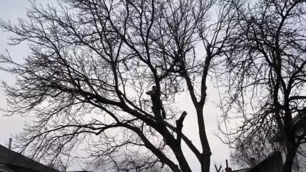 Επαγγελματίας Δενδροκόμος Κόβει Κλαδί Δέντρου Αλυσοπρίονο Χειμώνα Ένας Ασφαλιστής Κράνος — Αρχείο Βίντεο