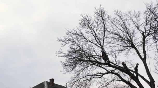 在阴云密布的冬日的天空下 一个人 一个植物学家 正在砍倒和砍倒一栋房子前面的一棵树 改变了自然景观 — 图库视频影像