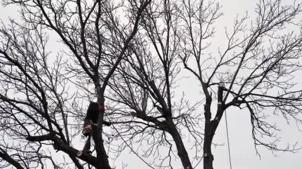 在阴云密布的冬日的天空下 一个人 一个植物学家 正在砍倒和砍倒一栋房子前面的一棵树 改变了自然景观 — 图库视频影像